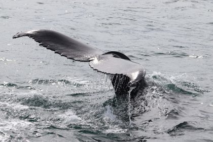Les images fascinantes de baleines créant une spirale de Fibonacci parfaite avec des bulles d&rsquo;air