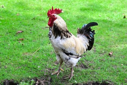 Le chant d&rsquo;un coq trouble le sommeil des voisins, le conciliateur tranche, sommant le propriétaire de s&rsquo;en séparer