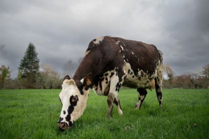 Mayenne: « des scènes dignes d&rsquo;un film d&rsquo;horreur » dans un abattoir de Craon, L214 porte plainte