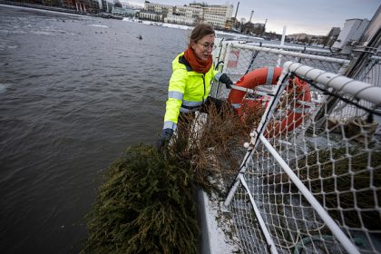 En Suède, les sapins de Noël offerts aux poissons pour frayer