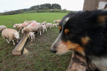 Tarn-et-Garonne: une attaque de chiens errants cause la mort de la moitié de son cheptel, soit 135 brebis et agneaux