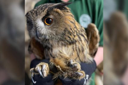 Après 8 mois de soins, ce hibou grand-duc a été relâché sur un ancien site militaire dans l&rsquo;Oise