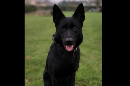 Heureux dénouement en Indre-et-Loire : un octogénaire retrouvé par une chienne de la gendarmerie