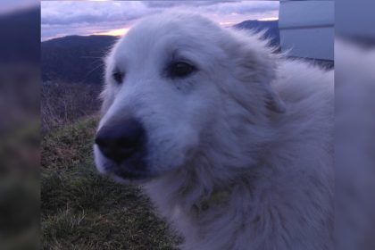 Bella, la chienne patou d&rsquo;un berger lozérien enfin retrouvée, après avoir disparu pendant un long mois