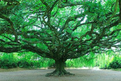 Le hêtre pleureur de Bayeux remporte haut la main le titre du plus bel arbre de l&rsquo;année