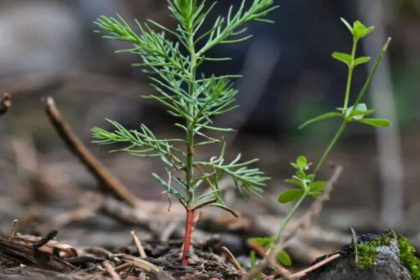 Le paganisme des « droits de la nature » progresse en Occident