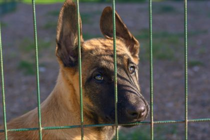 Chiot retrouvé transi de froid sur un balcon: le propriétaire en garde à vue après un nouveau signalement