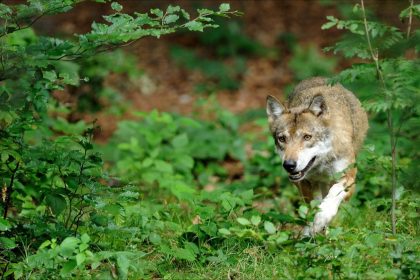 «Ça commence à devenir catastrophique»: après 6 attaques de loup en deux mois, un éleveur de brebis autorisé à faire tuer le prédateur