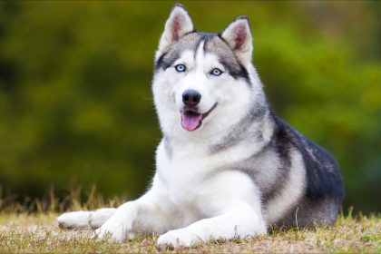 Disparu après Noël, un husky mystérieusement retrouvé 24 heures plus tard… à 300 kilomètres de chez lui