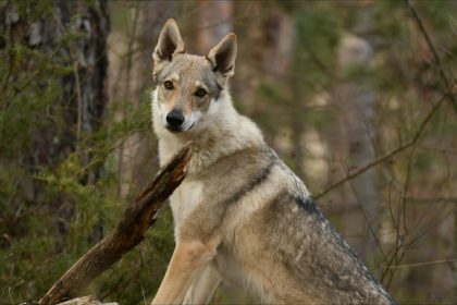 Les 200 animaux d&rsquo;un parc de Dordogne risquaient l&rsquo;euthanasie, un mécène les sauve grâce à un don de 100.000 euros