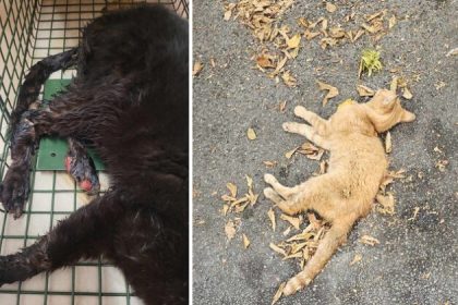 Des chats « éclatés au sol », les membres « disloqués », ou « brûlés à l’acide »: des actes commis par des enfants de moins de 10 ans