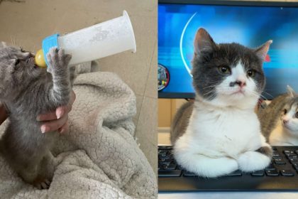 Photos – Des gendarmes sauvent des chatons et en font leurs mascottes