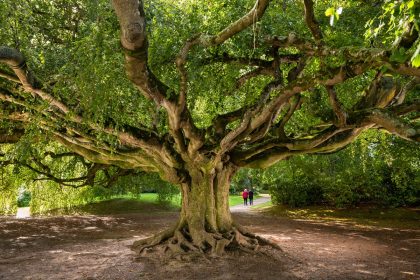 Ce hêtre pleureur de Bayeux, élu « arbre de l&rsquo;année 2023 », remportera-t-il le titre européen ?