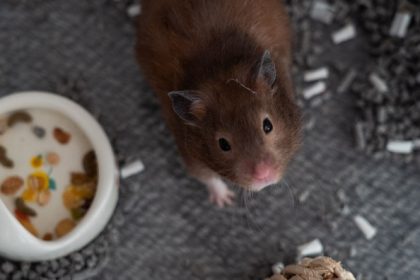 Elle jette son hamster par la fenêtre, poste la vidéo sur les réseaux sociaux et provoque une vague d’indignation