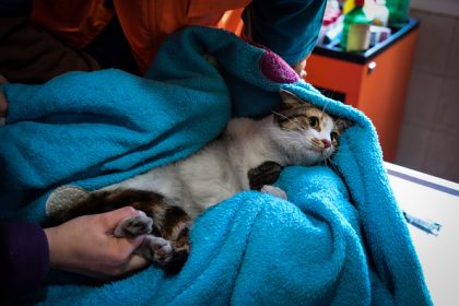 Dordogne: coincé depuis plusieurs semaines dans le vide sanitaire d’une maison, un chat est enfin libéré