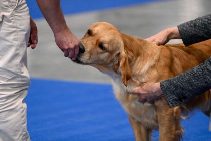 Un proviseur-adjoint est accompagné d&rsquo;Opale, une golden-retriever, qui apaise toutes les tensions