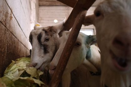 Dordogne: à 14 ans, Constance s’occupe d’un troupeau de 150 chèvres, en l’absence de ses parents partis manifester