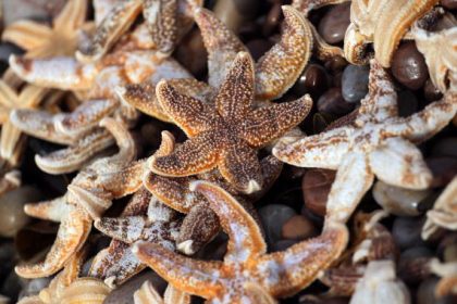 Normandie: des étoiles de mer échouées par centaines sur la plage de Merville-Franceville