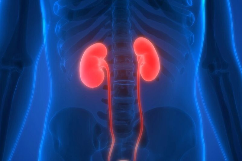 3 conseils d&rsquo;experts pour la santé des reins : promouvoir la longévité et le bien-être