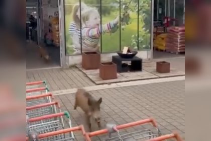 Deux sangliers s’invitent dans un magasin: « Ils sont tombés nez à nez avec des clients à la caisse »