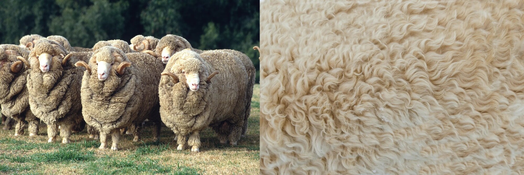 Comment acheter un pull qui durera vraiment longtemps ?