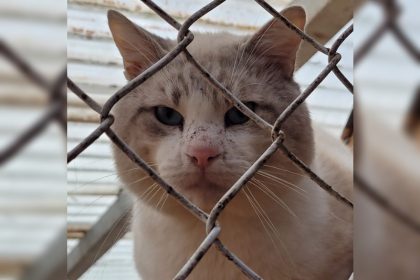 Alpes-Maritimes: découverte de « la maison de l’horreur » lors d’une perquisition, 120 chats retrouvés congelés ou enterrés