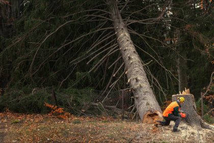 Loire-Atlantique: un homme de 77 ans meurt écrasé par l’arbre qu’il tronçonnait