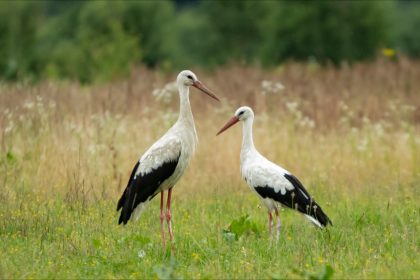 Migration: les cigognes sont de retour dans le Gard