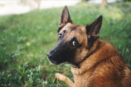 Nord: ivre, un homme poignarde son berger malinois et tente de l’enterrer vivant à Hautmont