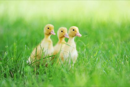 Dordogne: près de 800 canetons meurent dans l’incendie d’un lycée agricole