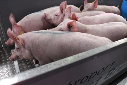 Un rein de porc transplanté pour la première fois chez l&rsquo;homme