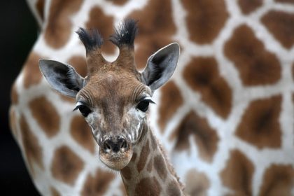 Un bébé girafe de trois mois se brise le cou et meurt dans un zoo aux États-Unis