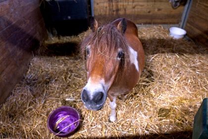Près de Besançon: quatre poneys découverts au milieu de cadavres d’animaux dans un corps de ferme