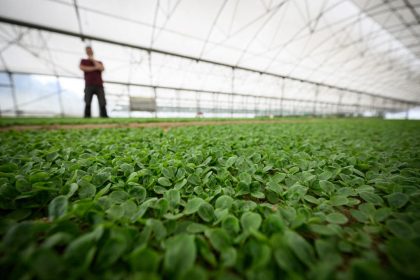 Les salades en sachets, « trop contaminées par les pesticides », alerte 60 Millions de Consommateurs