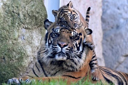 Kala, rare petite tigresse de Sumatra, nouvelle vedette du zoo de Rome