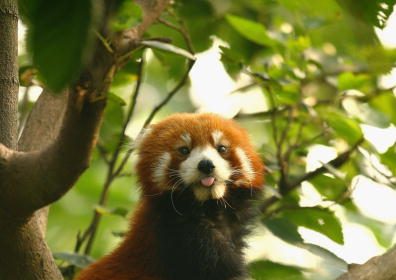 Thaïlande: six Indiens arrêtés, 87 animaux sauvages destinés au trafic saisis