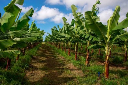 Chlordécone aux Antilles : un scandale d&rsquo;État qui a contaminé plus de 90% de la population