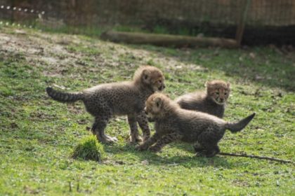 Ardèche: naissance rare de trois petits guépards au Safari de Peaugres