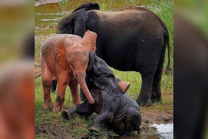 Les images incroyables d’un jeune éléphant rose, capturées par un guide du parc Kruger