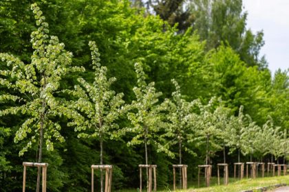 Les arbres et les changements climatiques