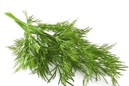 L&rsquo;aneth: un antibiotique naturel moins connu