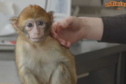 «Prélever un animal dans la nature, c&rsquo;est lui donner aucune chance de survie»: Lanah, jeune macaque recueillie par La Tanière