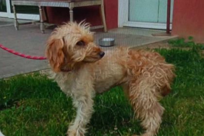 Pas-de-Calais: deux molosses sèment la panique dans un village en pleine rue, tuant un caniche