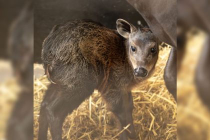 Une première en France: au zoo de Beauval, le premier bébé céphalophe à dos jaune est né