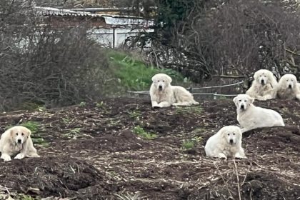 Six patous sauvés par le zoo de la Tanière: abandonnés par leur maître, ils survivaient dans une décharge