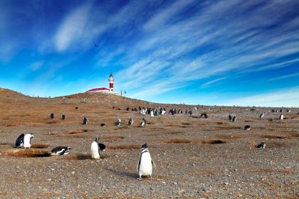 Une journée parmi les manchots sur l&rsquo;île de Magdalena au Chili