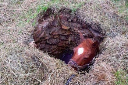 Gard: les pompiers délivrent un cheval tombé dans un puits