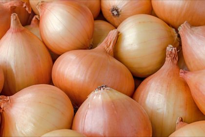 Bas-Rhin: un intérimaire de 42 ans meurt écrasé sous 660 kilos d’oignons congelés