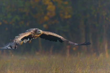 «Il faut arrêter ce massacre»: deux chasseurs avouent avoir abattu un aigle en danger critique d’extinction en Isère