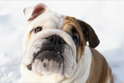Seine-et-Marne: Gordo, un bouledogue anglais de 9 mois, atrocement brûlé au sèche-cheveux par sa propriétaire